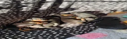 Miniature Dachshund dogs for sale: Miniature dachshund   in Colwyn Bay - Advert 3