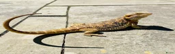 Bearded Dragon reptiles for sale: Beautiful female bearded dragon - Advert 7