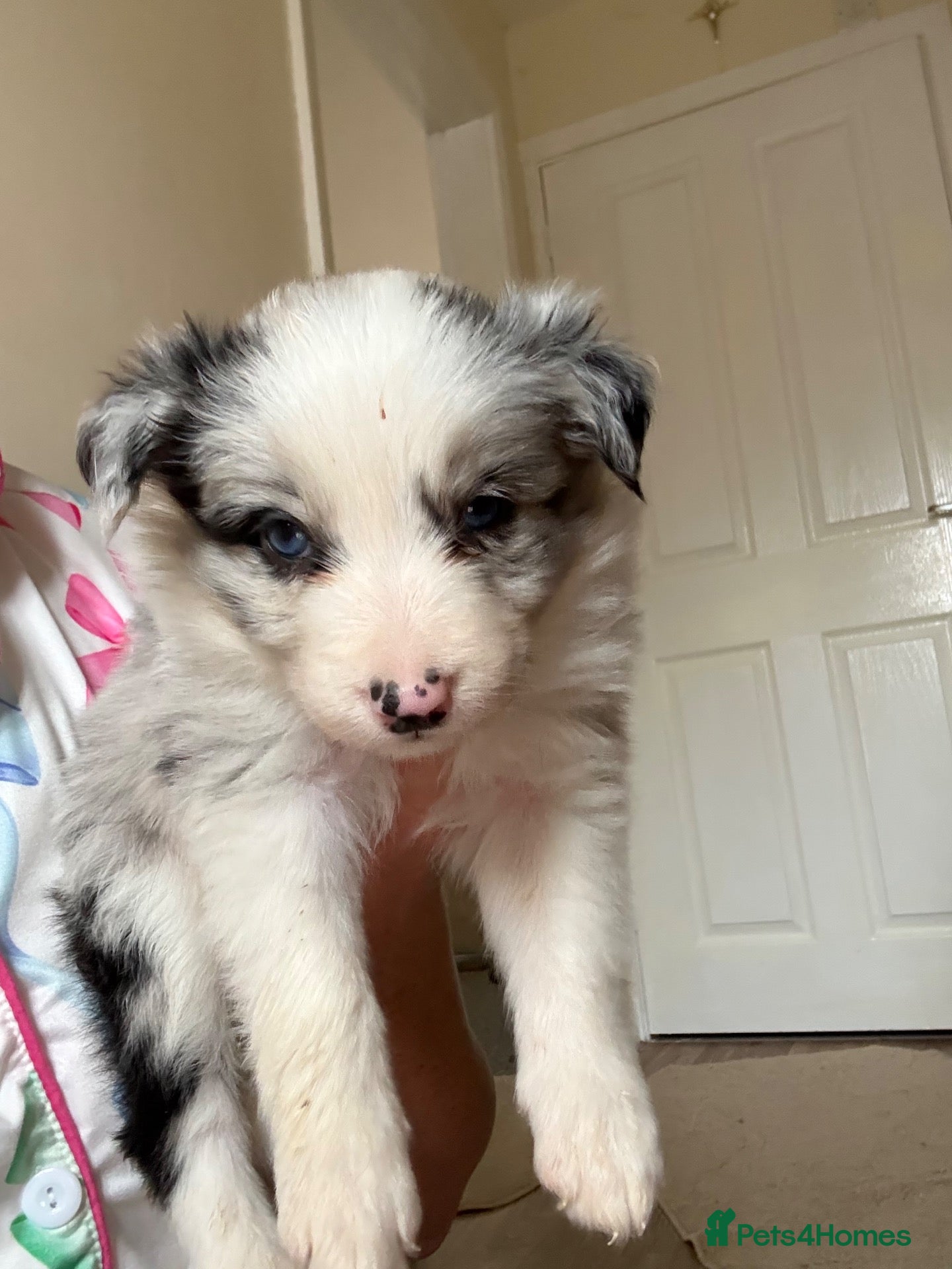 Border Collie dogs  Long coated pure bred collie puppies blue merles  - Advert 1