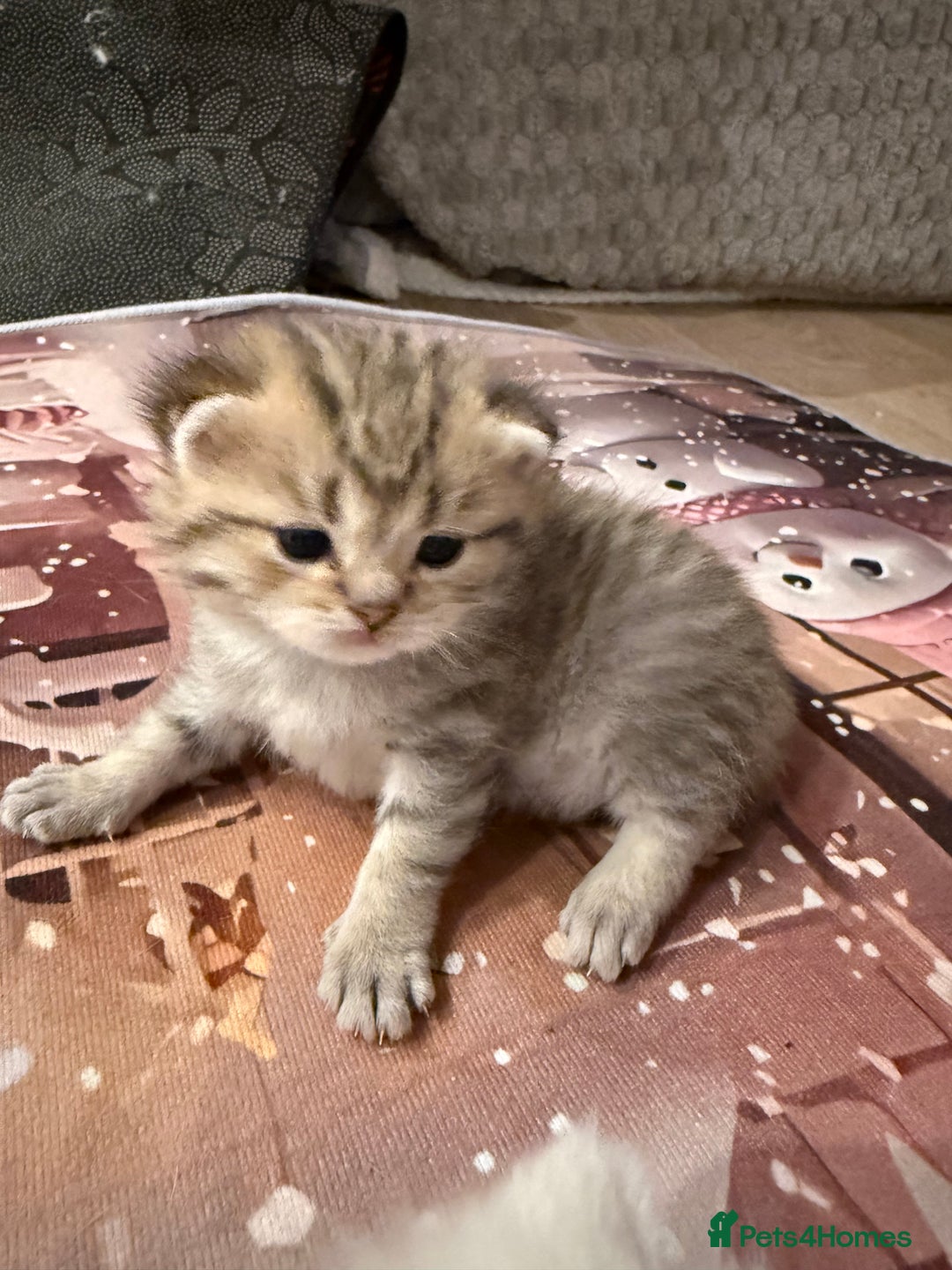 British Shorthair cats for sale: Champion British shorthair kitten  - Advert 3