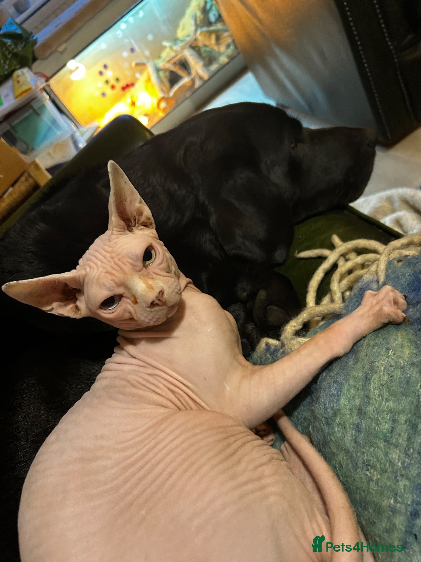 Sphynx cats Adult male Sphynx  - Advert 1