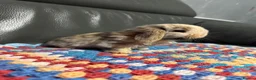 Mini Lop rabbits for sale: Mini Lop Bunnies  - Advert 2