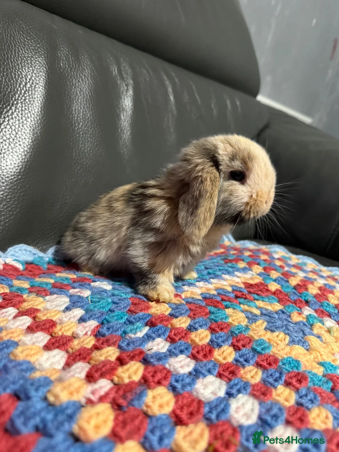 Mini Lop rabbits for sale: Mini Lop Bunnies  - Advert 2