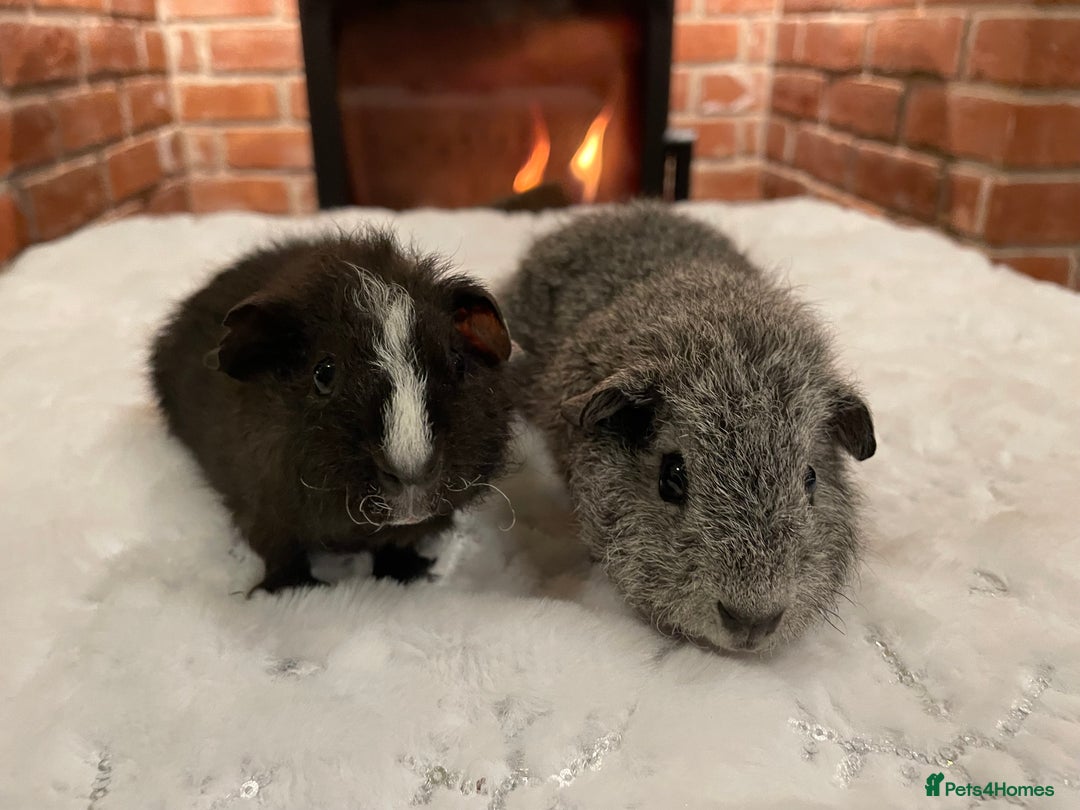 Guinea Pig rodents for sale: Pair of male Rex guinea pigs  - Advert 3