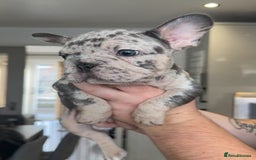 French Bulldog dogs for sale: 🤍READY TO LEAVE 🤍 French bulldog puppies 🤍 - Image 7