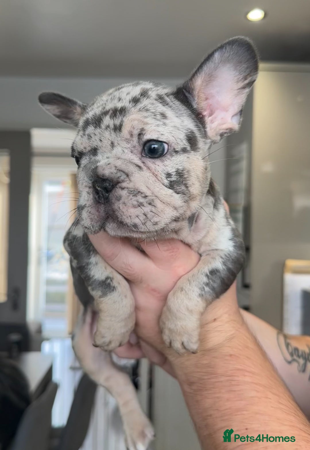 French Bulldog dogs for sale: 🤍READY TO LEAVE 🤍 French bulldog puppies 🤍 - Image 7