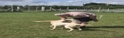 Labrador Retriever dogs for sale: 2 x 18 months old golden labrador bitch dogs in Spalding - Advert 3
