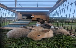 Mixed Breed rabbits for sale: Beautiful lion lop cross bunnies - Image 1