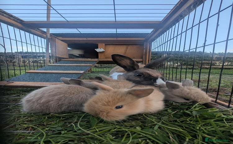 Mixed Breed rabbits - Advert 1