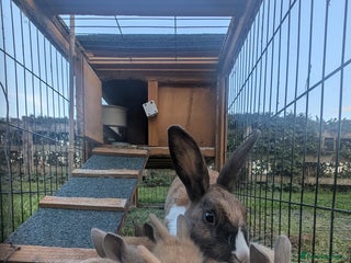 Mixed Breed rabbits - Advert 13