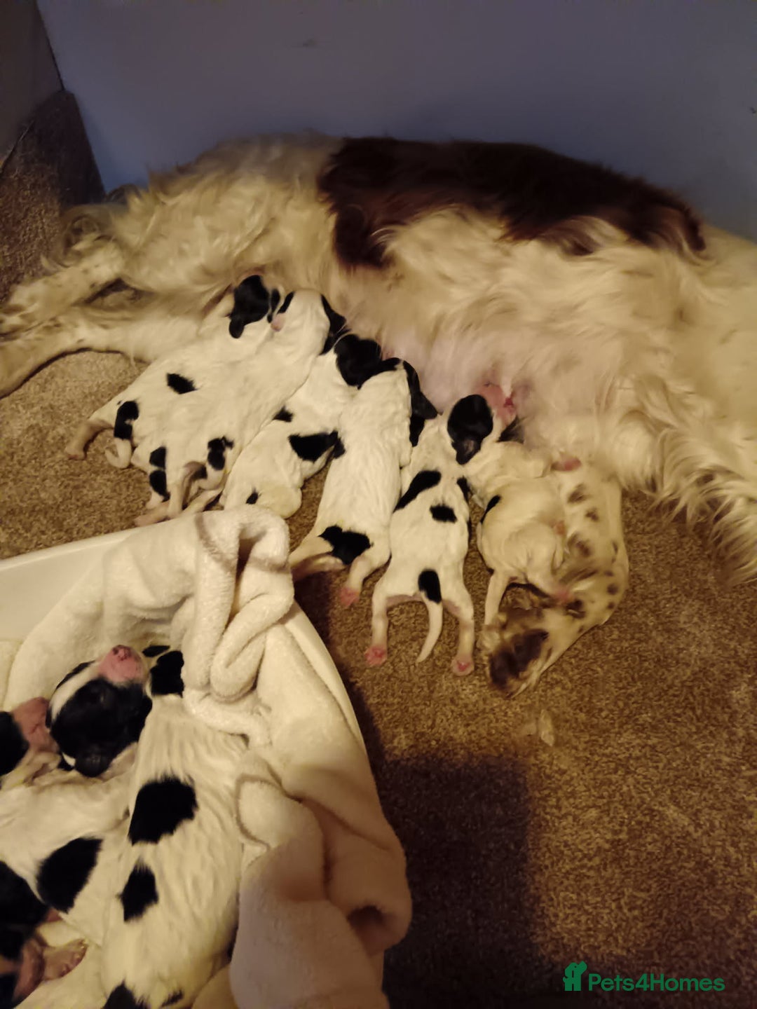 Sproodle dogs for sale: Sproodle - Image 25