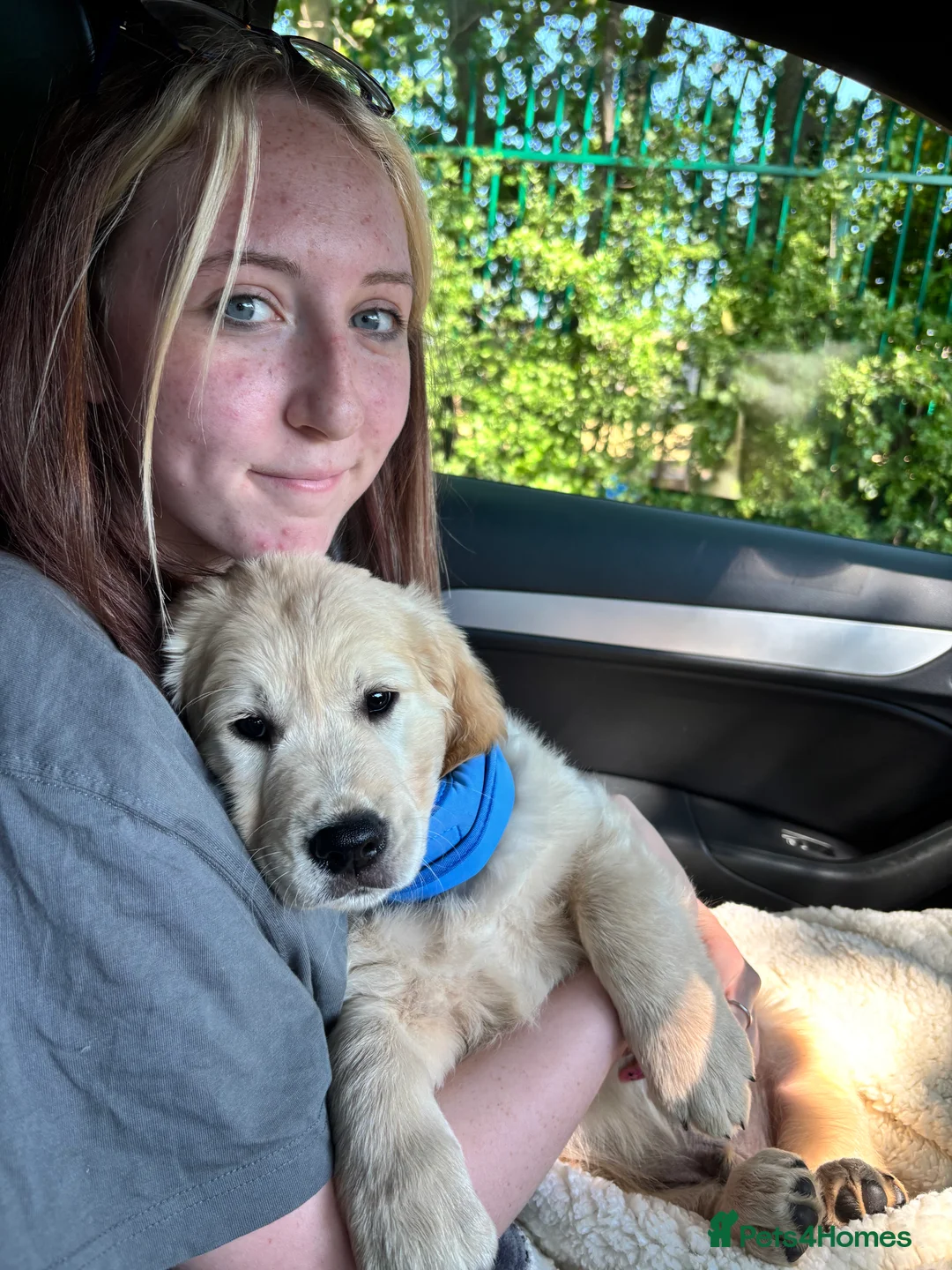 Golden Retriever dogs for sale: Elvis golden retriever puppy - Advert 2