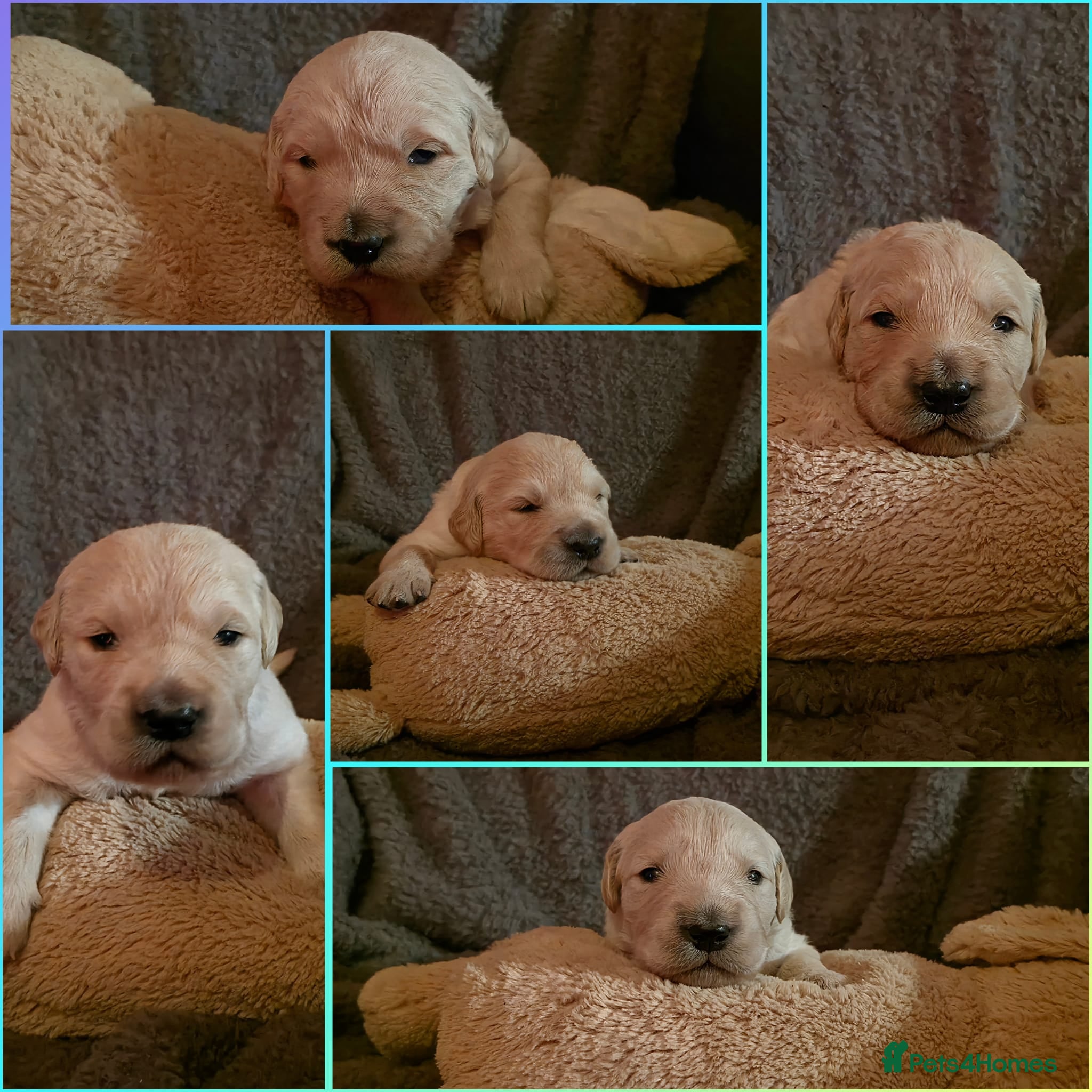 Golden Retriever dogs KC Golden Retrievers 🧬 Health Tested Parents - Advert 12