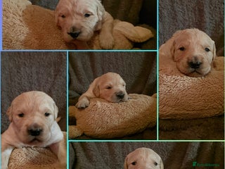 Golden Retriever dogs KC Golden Retrievers 🧬 Health Tested Parents - Advert 2