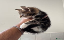 Mixed Breed cats for sale: European shorthair tabby cross kittens available.  - Image 9