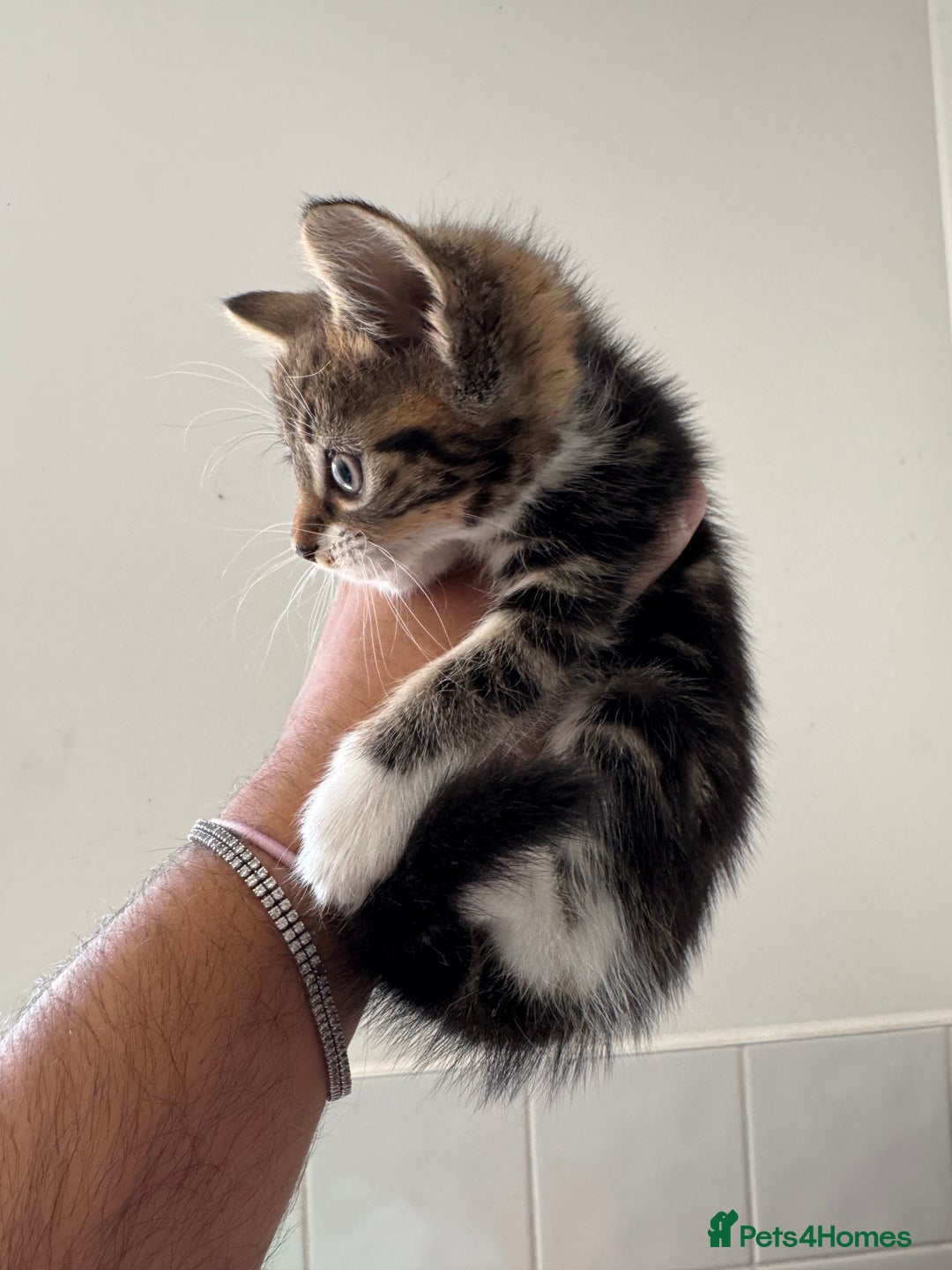 Mixed Breed cats for sale: European shorthair tabby cross kittens available.  - Image 9