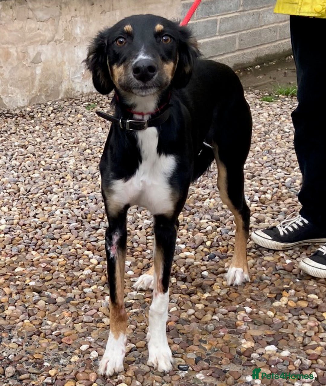 Saluki dogs for adoption: Adorable pup Roxy wants a loving forever home - Image 2