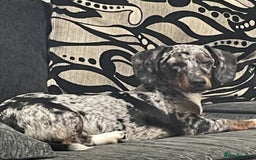 Dachshund dogs for sale: Dachshund bitch - Image 3