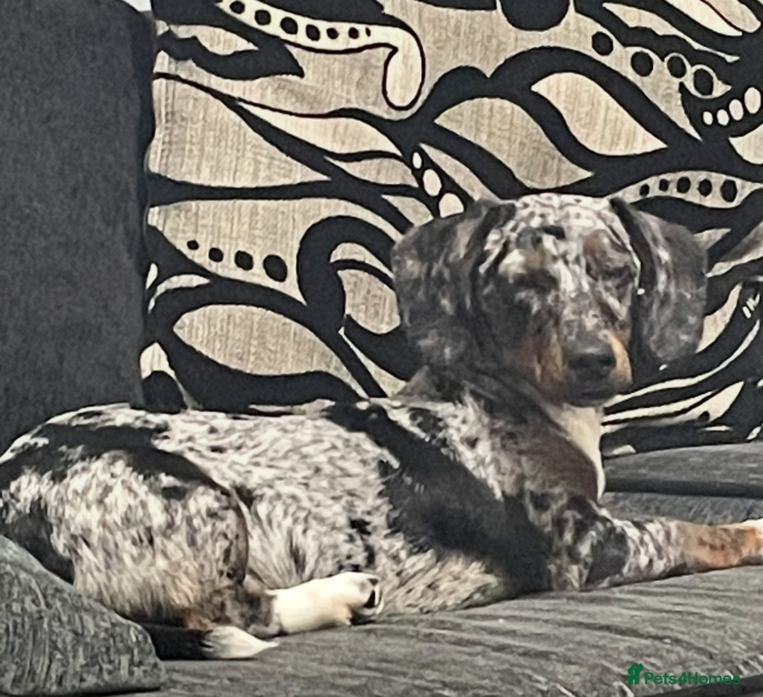 Dachshund dogs for sale: Dachshund bitch - Image 3