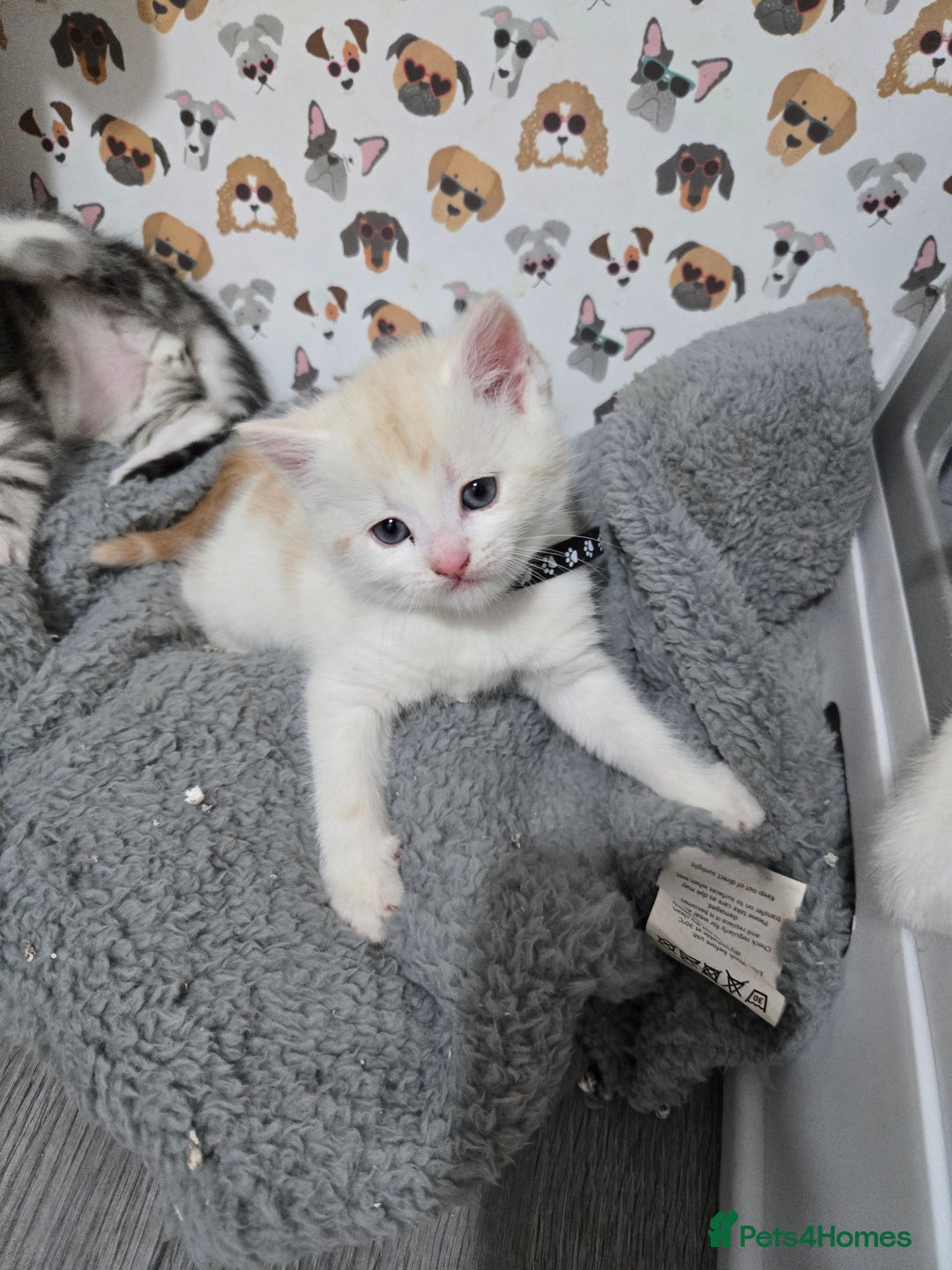 Brazilian Shorthair cats for sale: British shorthair x Persian  - Advert 35