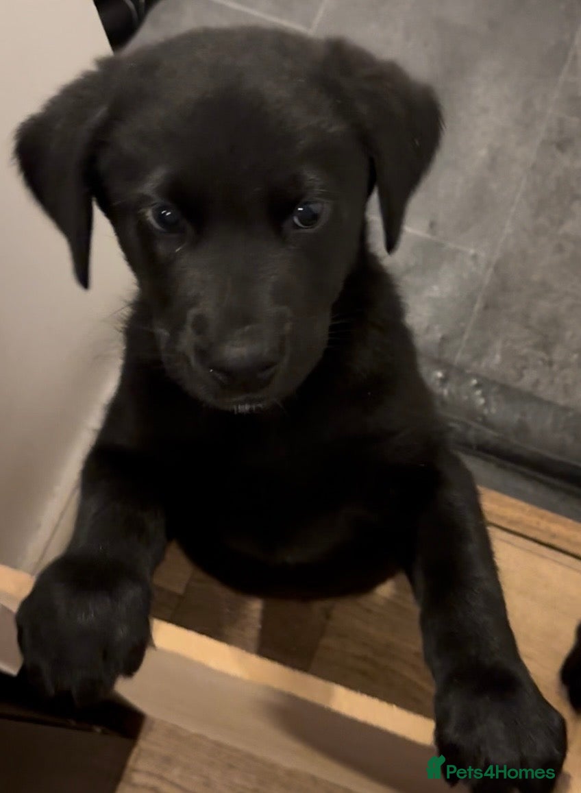 Labrador Retriever dogs 2 Gorgeous Black Labrador pups. - Advert 11