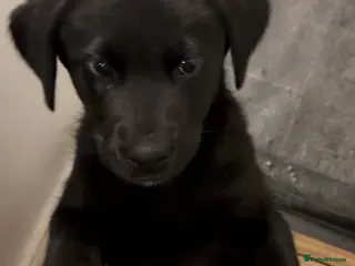 Labrador Retriever dogs 2 Gorgeous Black Labrador pups. - Advert 11