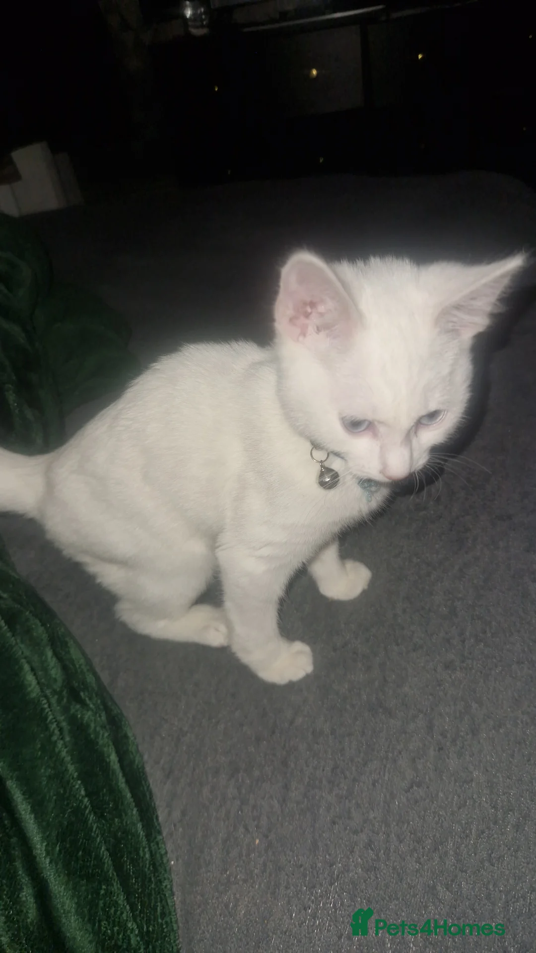 Turkish Angora cats for sale: Our moon baby  - Advert 3