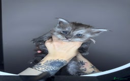 Maine Coon cats for sale: Female Black Smoke Maine Coon kittens - Image 5