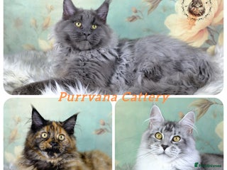 Maine Coon cats TICA registration Maine coon kittens READY NOW - Advert 6
