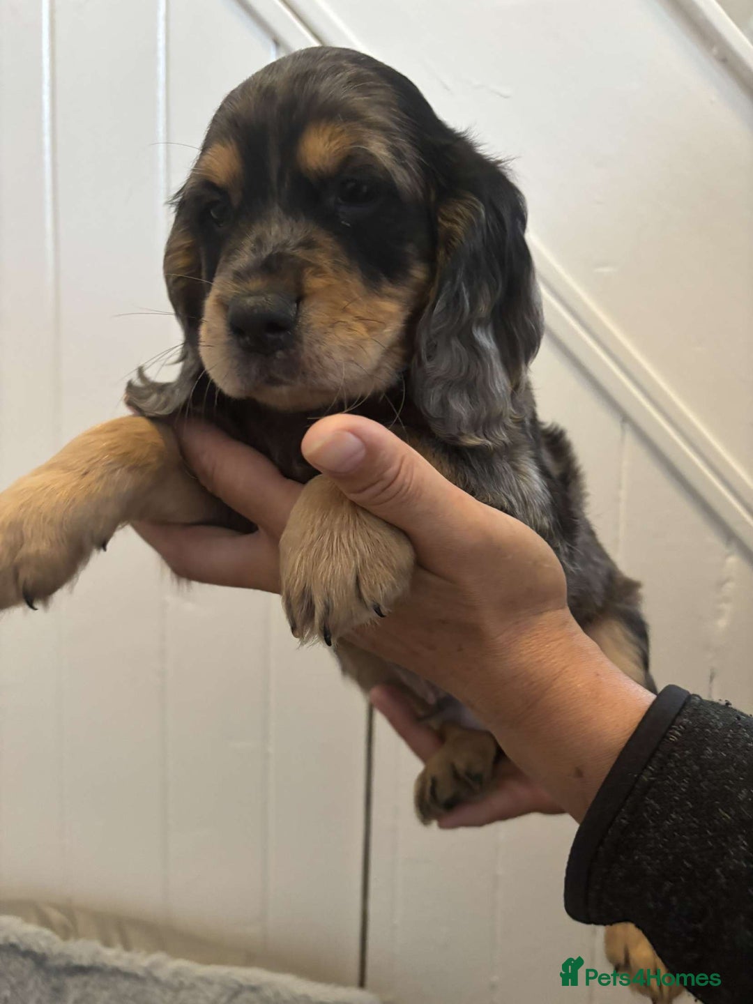 Cocker Spaniel dogs for sale: Fully Show type kc parents DNA tested all clear  - Image 12