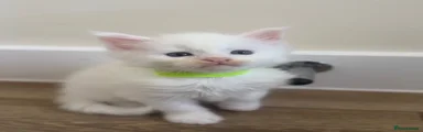 Maine Coon greens collar 