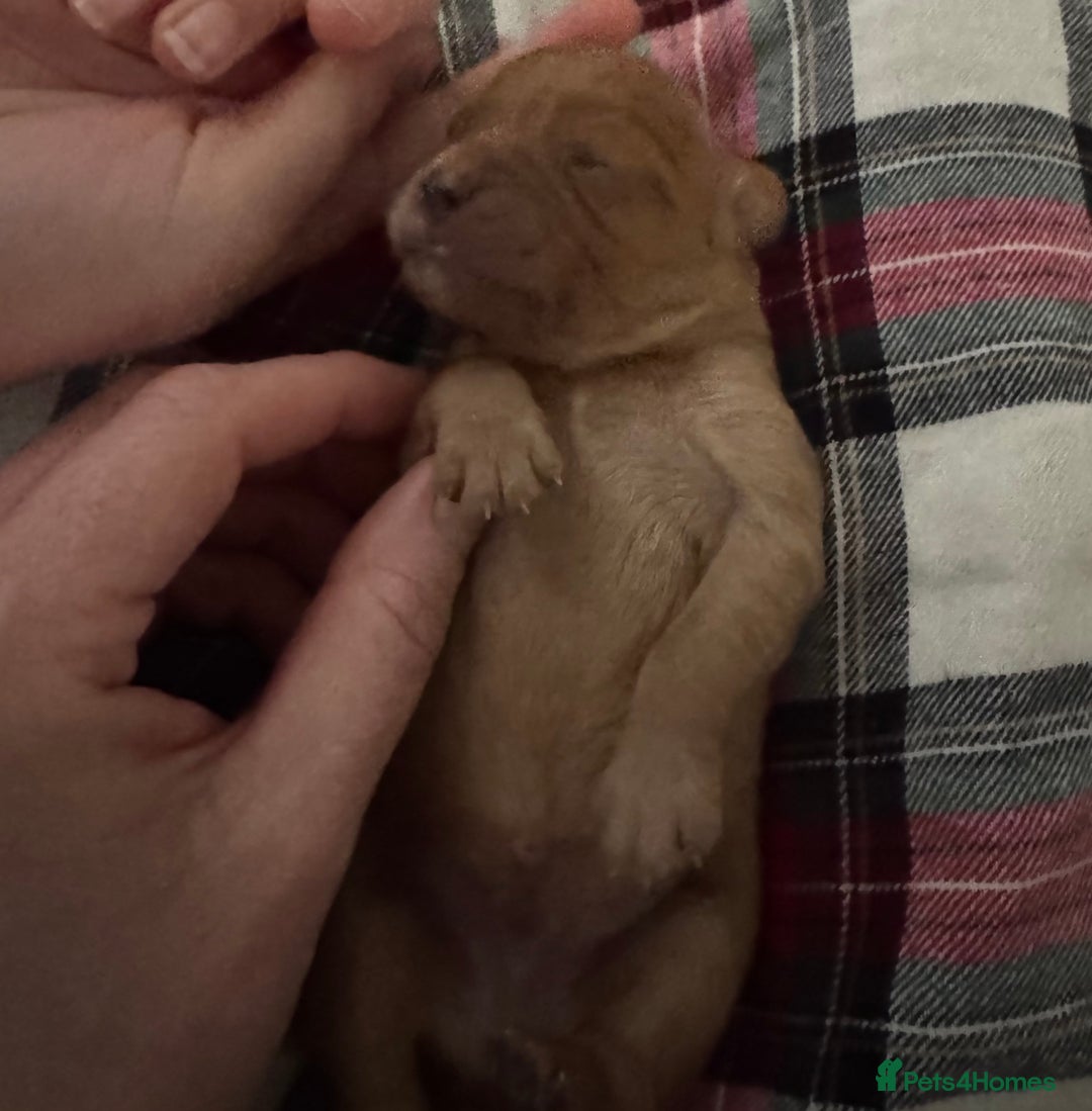 Cavapoo dogs for sale: F1 Cavapoos females  - Advert 4