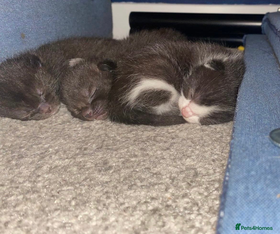 Bombay cats Bombay cross kittens  - Advert 4