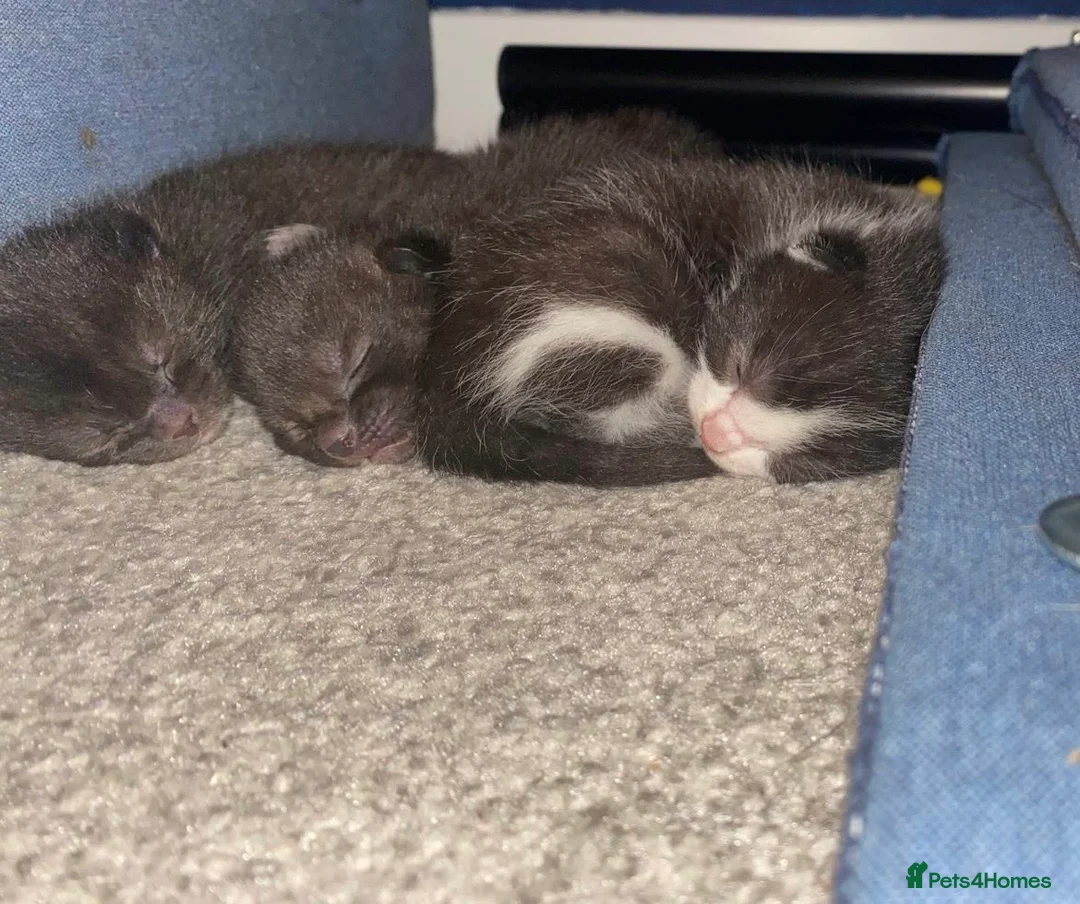 Bombay cats for sale: Bombay cross kittens  in Dumfries - Advert 1