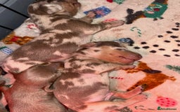 Miniature Dachshund dogs for sale: Beautiful mini dashys 💜 - Image 7