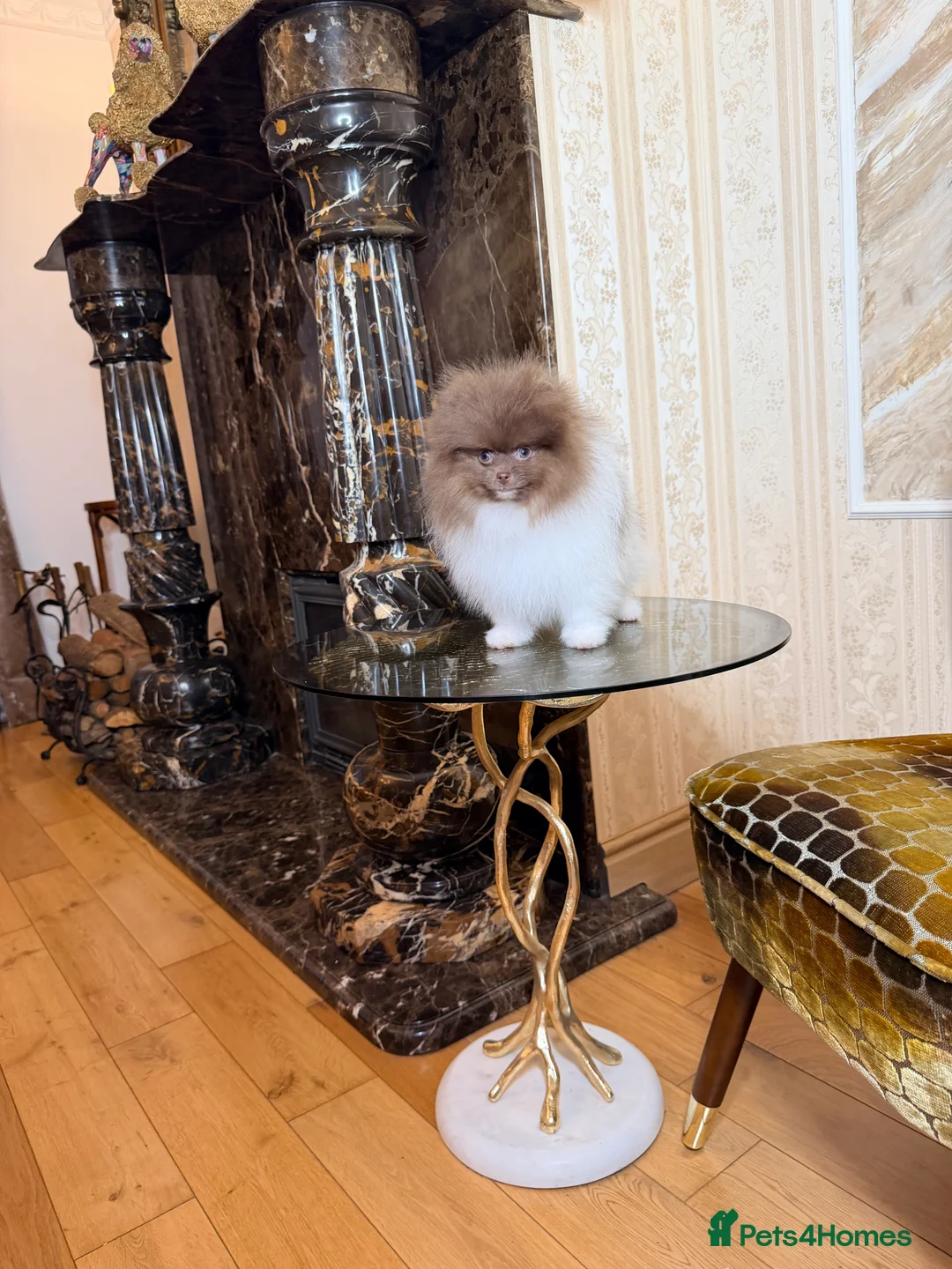 Pomeranian dogs for sale: Cute Pomeranian Boys and Girls  - Advert 27