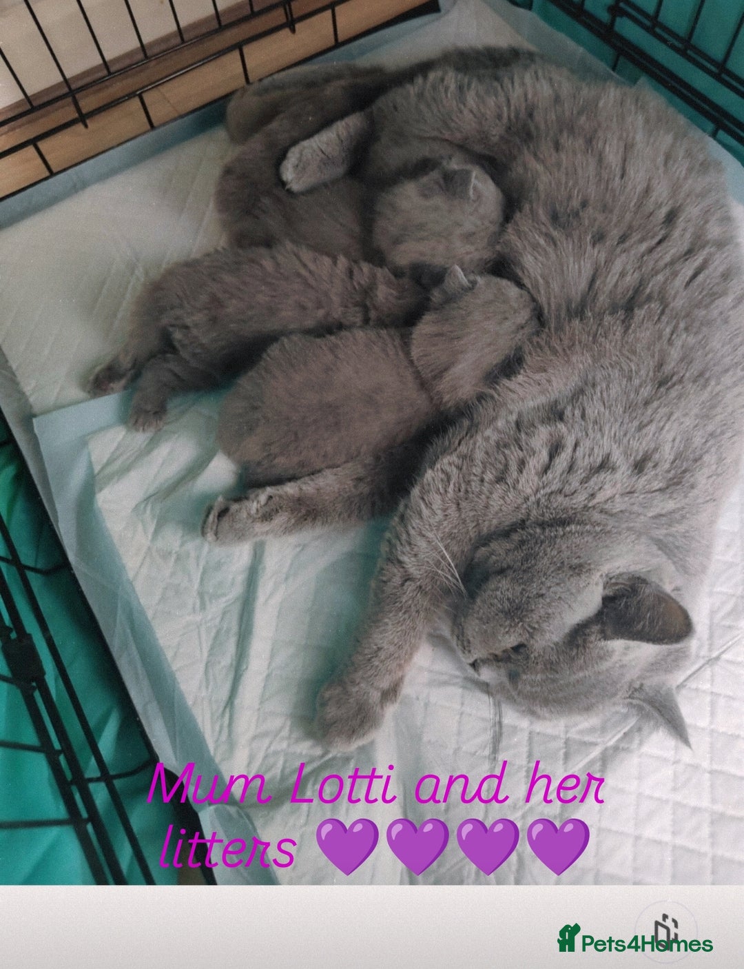 British Shorthair cats for sale: British Shorthair kittens  - Image 9