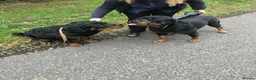 Rottweiler dogs for sale: Gorgeous long haired Rottweiler  in Swindon - Advert 4