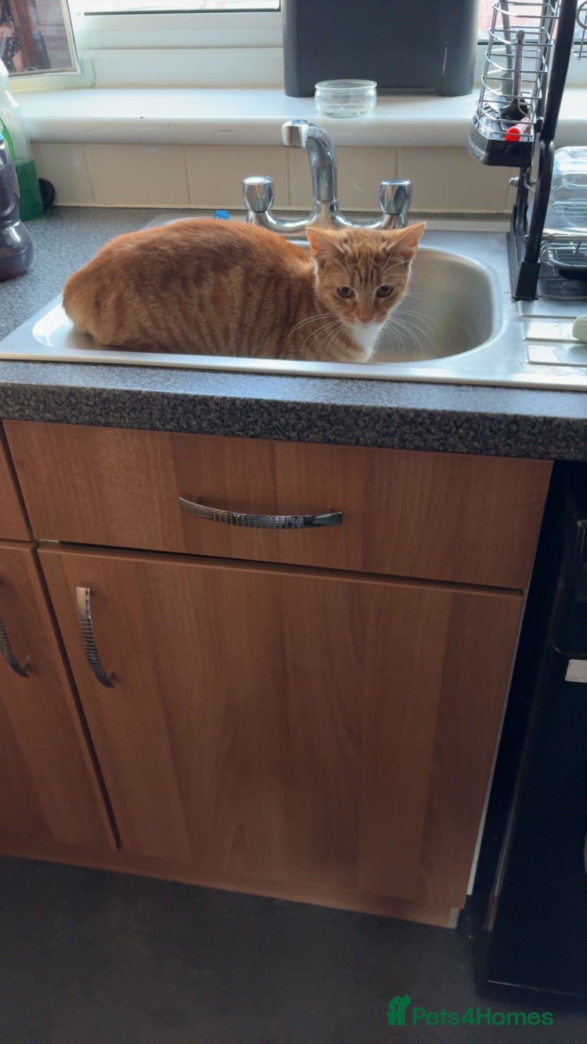 Mixed Breed cats Ginger boy for sale  - Advert 1