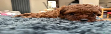 Toy Poodle 2