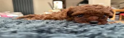 Toy Poodle dogs for sale: Adorable mini Asian poodle  - Advert 6