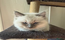 Ragdoll cats for sale: Healthy fluffy Ragdolls for sale - Image 4