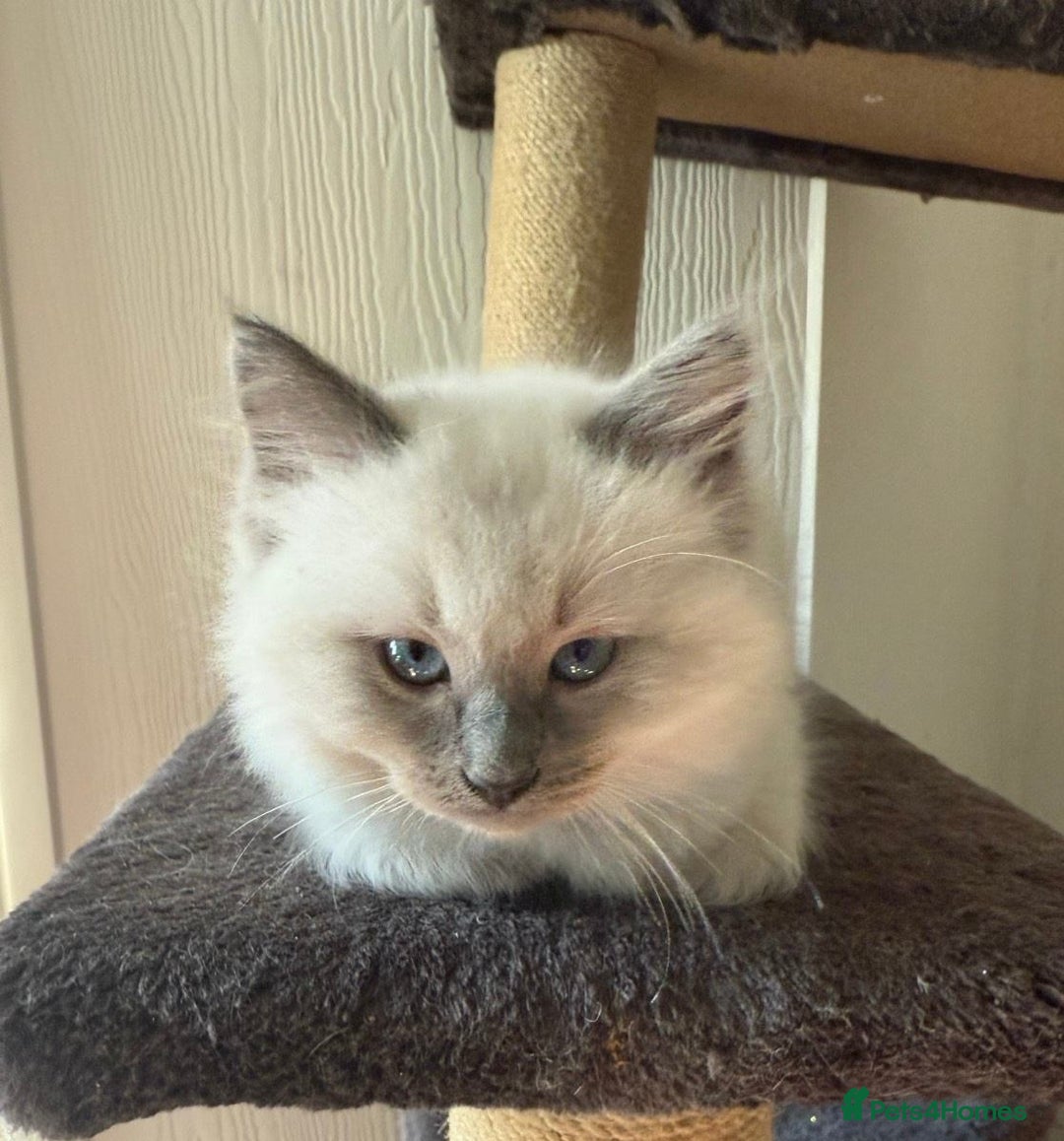 Ragdoll cats for sale: Healthy fluffy Ragdolls for sale - Image 4