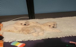 Maltipoo dogs for sale: One gorgeous girl available Korean maltipoos - Image 10