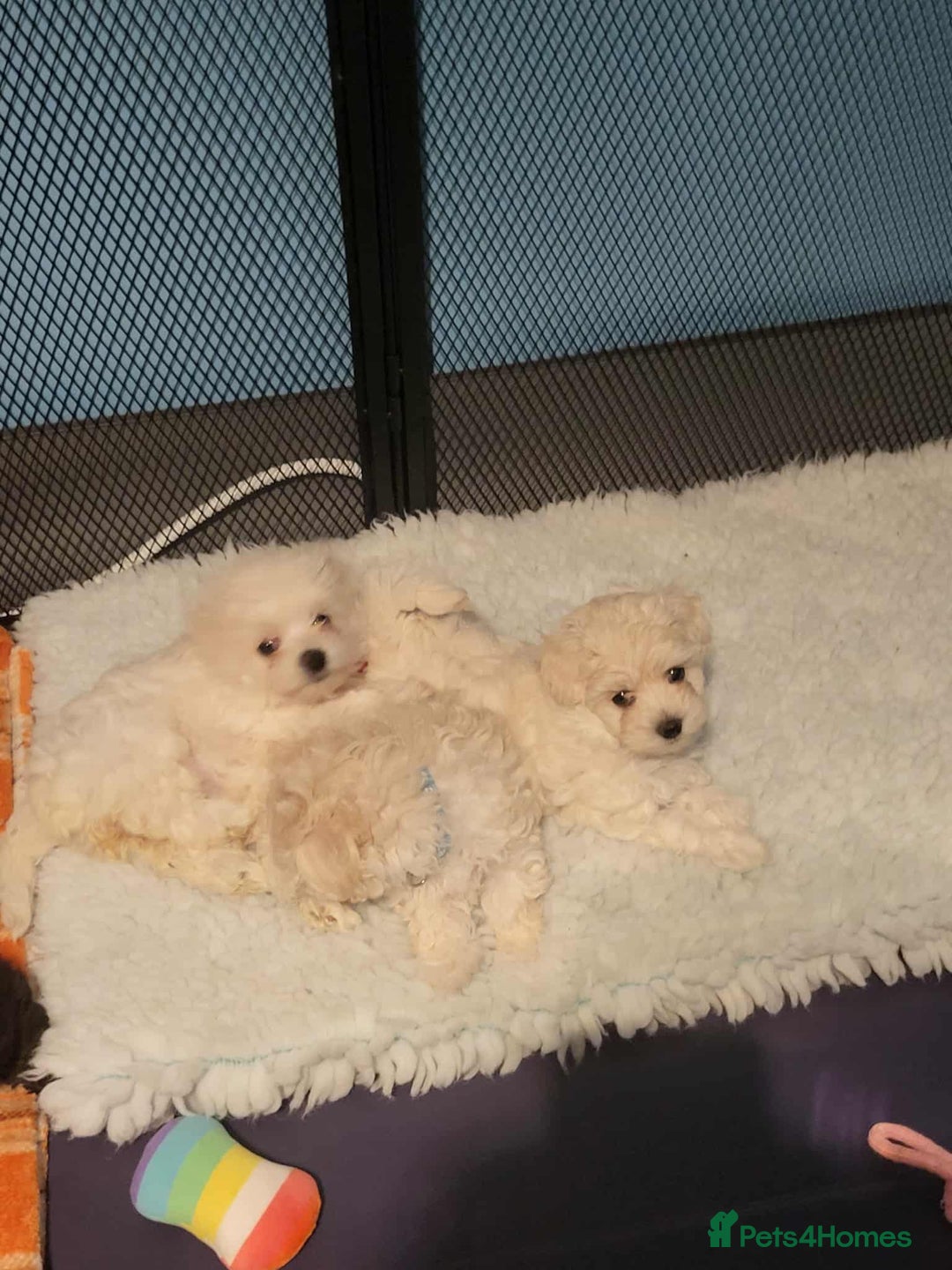 Maltipoo dogs for sale: One gorgeous girl available Korean maltipoos - Image 10