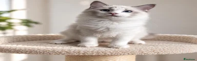 Ragdoll 3