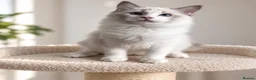 Ragdoll cats for sale: 🐾 Beautiful Ragdoll Kittens for Sale 🐾 - Advert 17