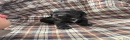 Cocker Spaniel dogs for sale: 2 male black cocker spaniels  - Advert 8