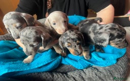 Miniature Dachshund dogs for sale: 4 male miniature Dachshund puppies for sale  - Image 1