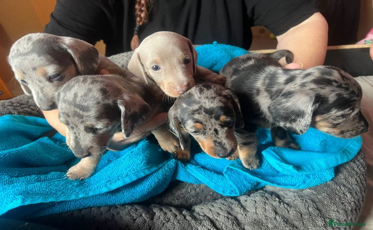 Miniature Dachshund dogs - Advert 6